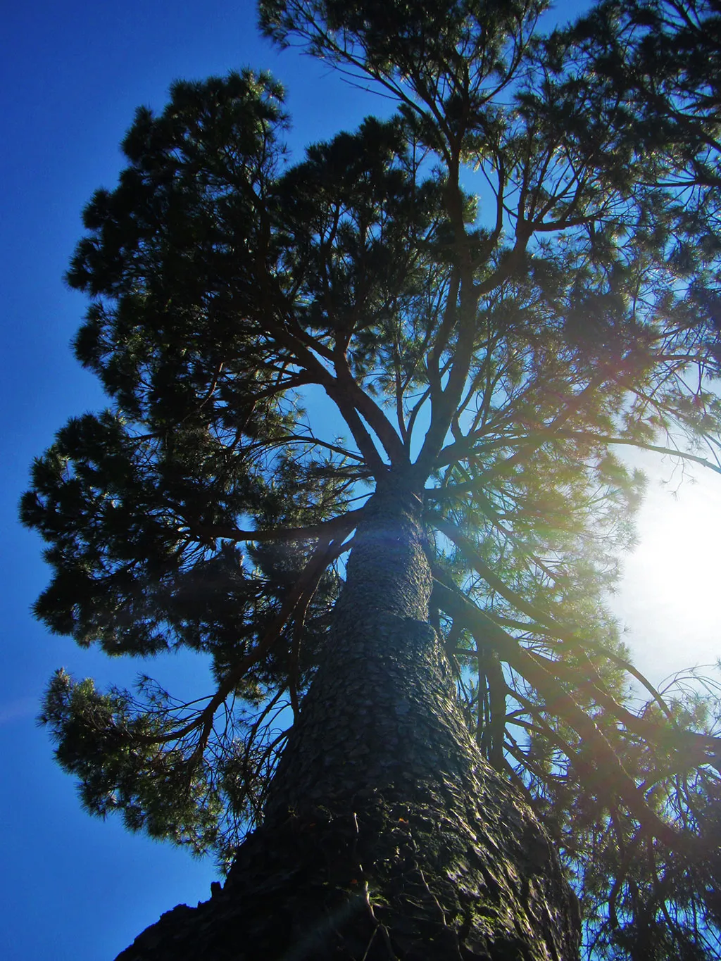 Alberi: una risorsa in architettura