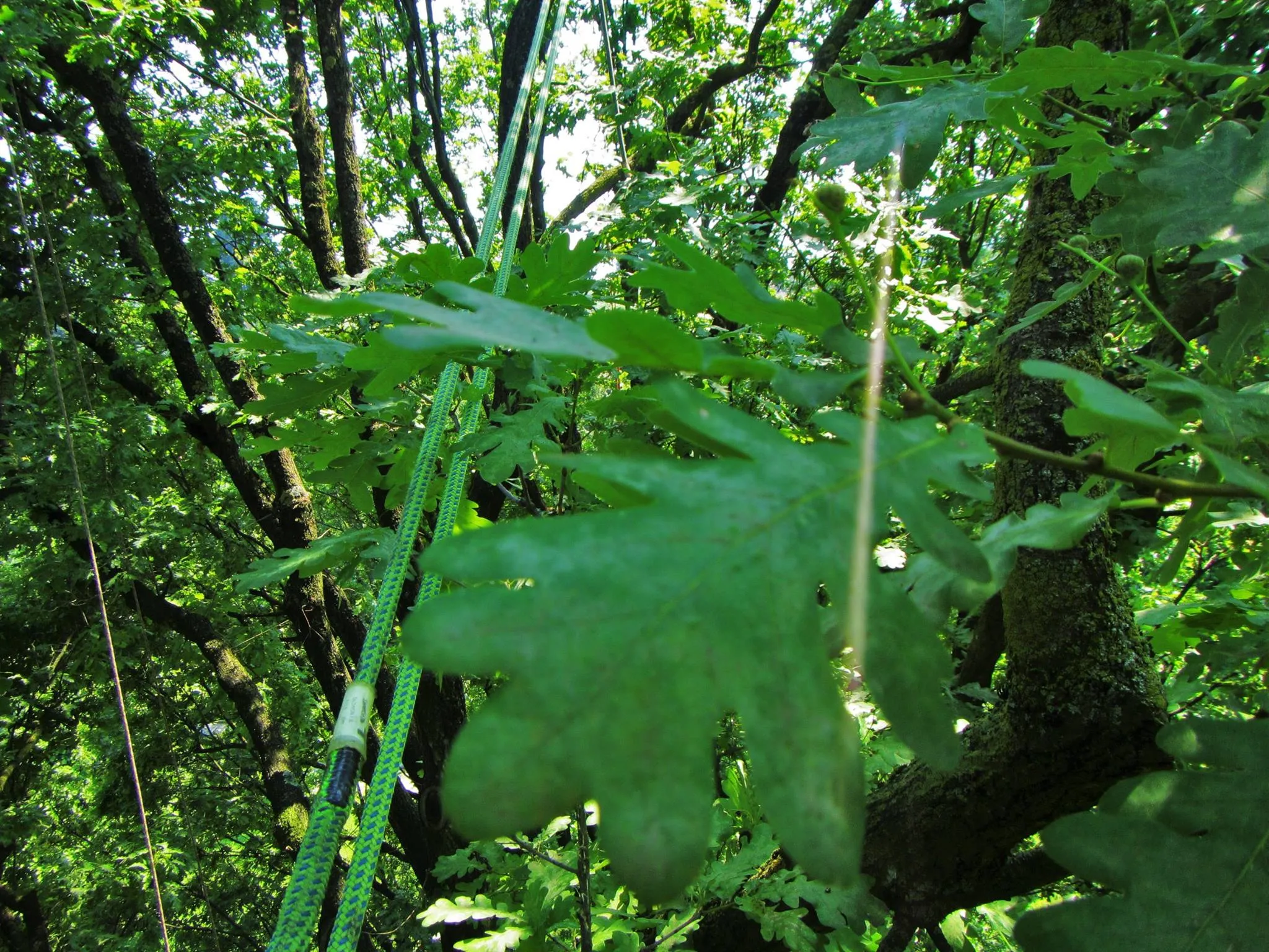 Tree climbing: 10 vantaggi per piante e proprietari